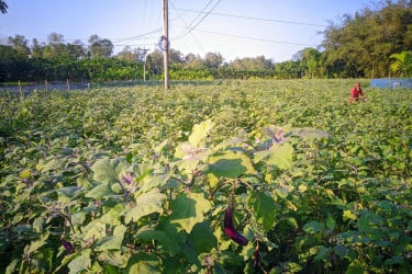 রংপুরে কীটনাশকের বিষে উর্বরতা হারাচ্ছে কৃষিজমি