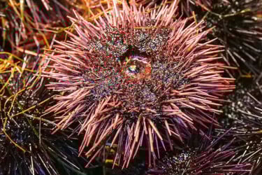 সমুদ্রের তলদেশের আশ্চর্য প্রাণী