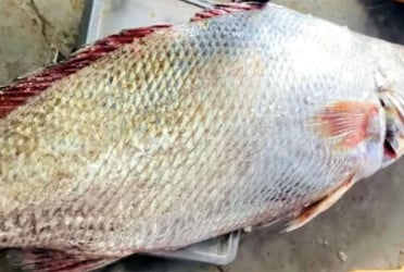 এক দাতিনা মাছ ১ লাখ টাকায় বিক্রি