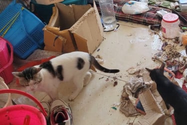 অপরিচ্ছন্ন-অস্বাস্থ্যকর শেল্টার হোম থেকে উদ্ধার করা হল বিড়ালগুলোকে