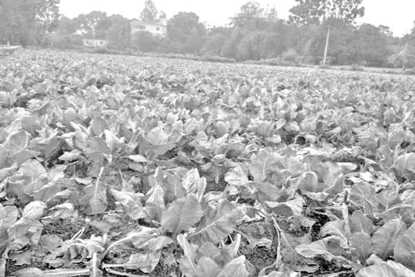 আগাম সবজিতে ভাগ্যবদল