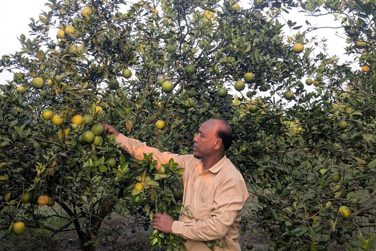 বড়াইগ্রামে মিশরীয় মাল্টা চাষে কোটিপতি মিজানুর