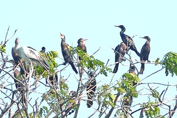 শহরেই শামুকখোল পানকৌড়ির বসবাস