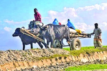 উত্তরাঞ্চলে হারিয়ে যাচ্ছে মহিষ
