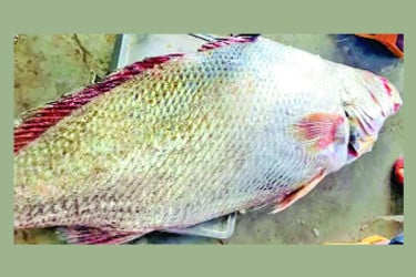 একটি দাতিনা মাছ বিক্রি ১ লাখ টাকায়