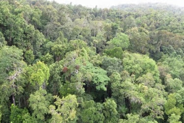 ইতিহাসে প্রথম: কার্বন শোষণ নয়, ছাড়ছে গাছ, বিজ্ঞানীদের নতুন উদ্বেগ