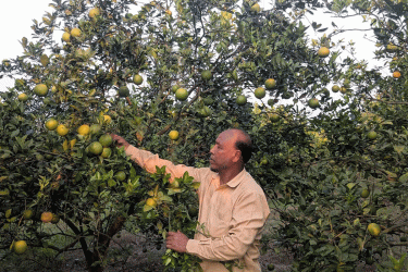 বড়াইগ্রামে মিশরীয় মাল্টা চাষে কোটিপতি মিজানুর
