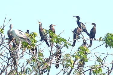 শহরেই শামুকখোল পানকৌড়ির বসবাস