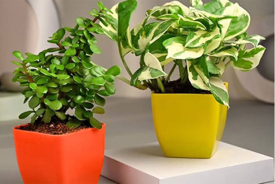 ইনডোর প্ল্যান্টের উপকারিতা