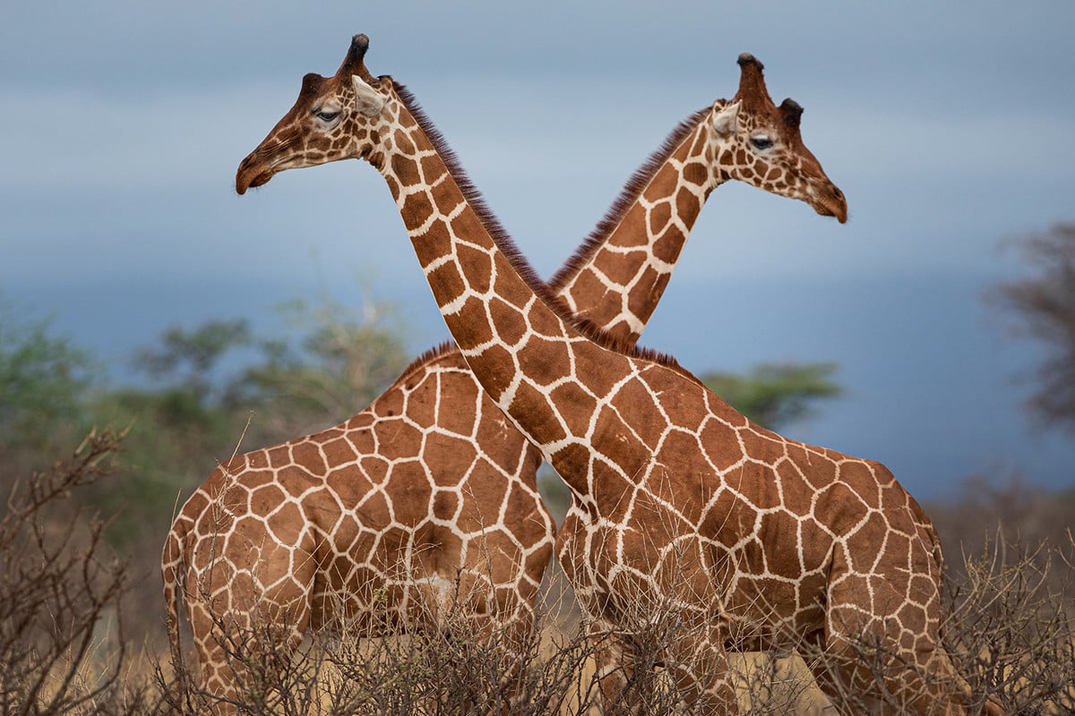 জিরাফের গলা এতো বড় কেন?