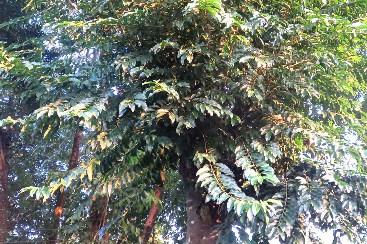 বুড়িরহাট হটিকালচার সেন্টারে দেখা মিলল বিপন্ন প্রজাতির পুত্রঞ্জীব গাছ