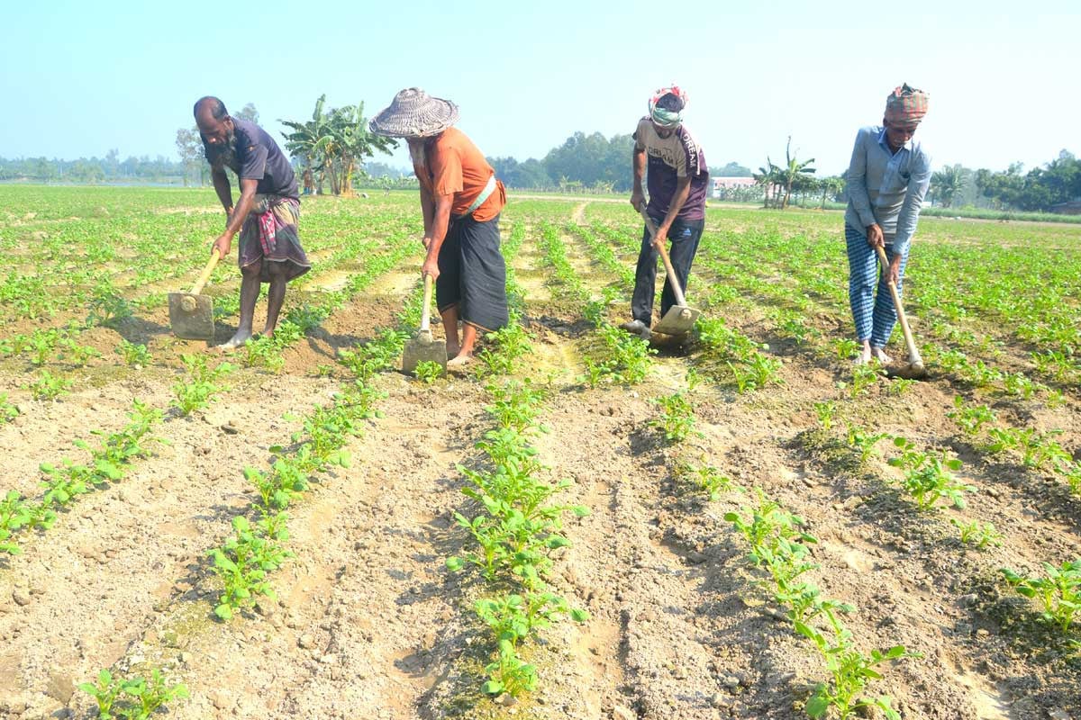 বগুড়ায় আলুর দাম নিয়ে শঙ্কায় চাষিরা