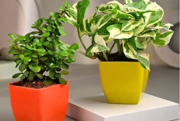 ইনডোর প্ল্যান্টের উপকারিতা