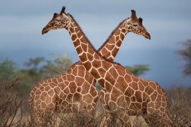 জিরাফের গলা এতো বড় কেন?