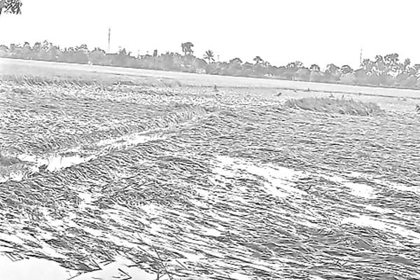 টানা বৃষ্টিতে ফসলের ক্ষতি ঋণের বোঝা কৃষকের কাঁধে