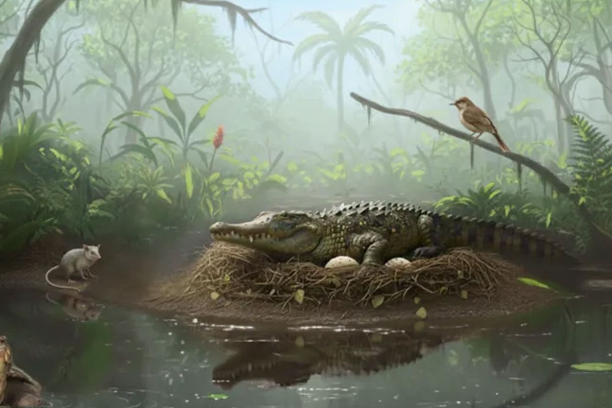 অস্ট্রেলিয়ায় মিলল ৫ কোটি ৫০ লাখ বছর প্রাচীন কুমিরের ডিমের খোসা