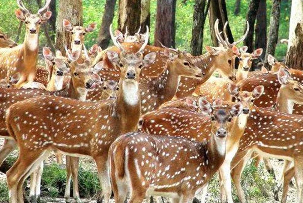 ভারতে চিড়িয়াখানায় কুকুরের আক্রমণে ১০ হরিণের মৃত্যু