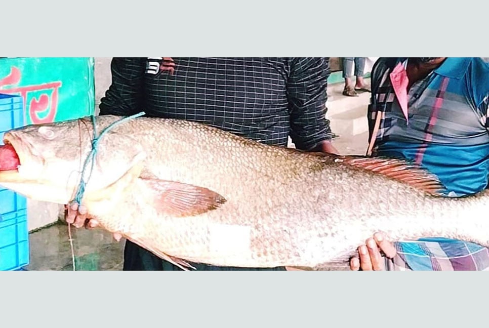 জেলের জালে ৩৭ কেজির কালো পোয়া