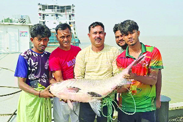 এক কাতলার দাম ৫৫ হাজার টাকা