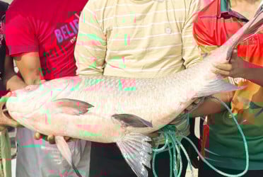 পদ্মার এক কাতলার দাম ৫৫ হাজার টাকা