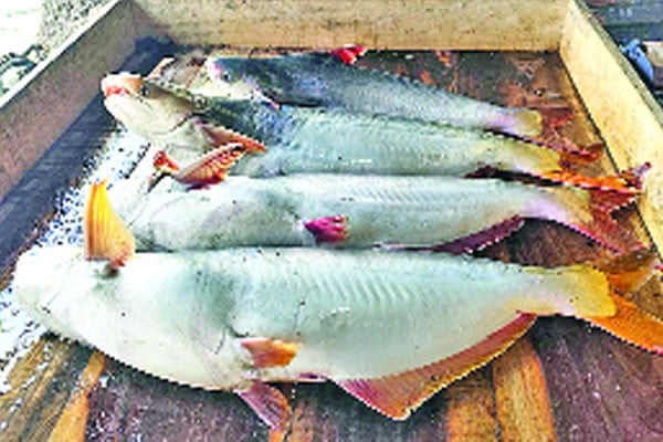 ইলিশের জালে ধরা পড়ছে পাঙাশ