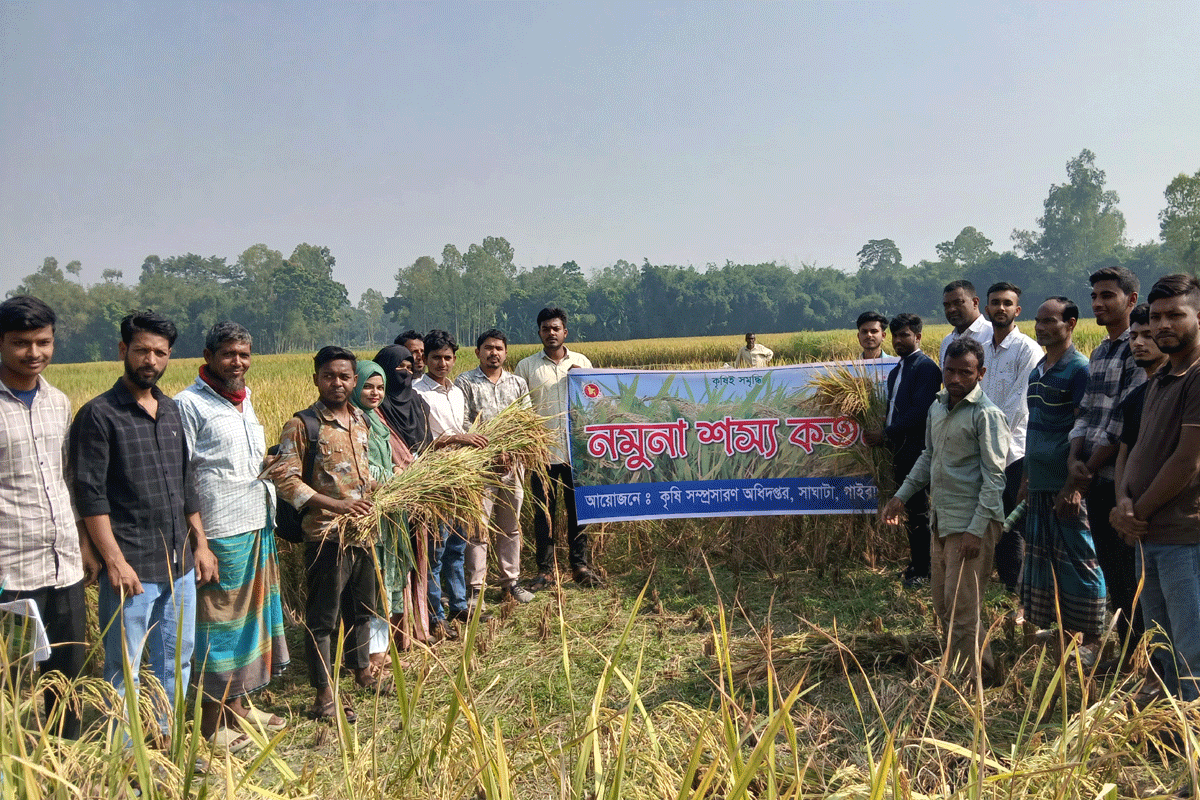 গাইবান্ধায় রোপা আমনের নমুনা শস্য কর্তন অনুষ্ঠিত