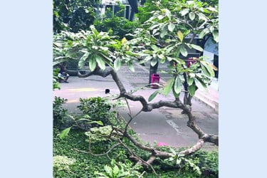 আদালত প্রঙ্গণে শতবর্ষী কাঠগোলাপ