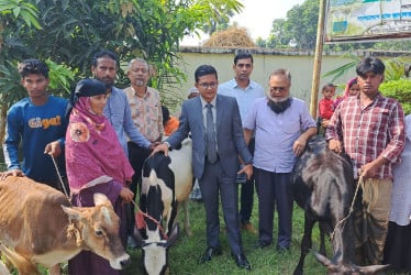 শিবচরে হত দরিদ্রদের মাঝে বিনামূল্যে গাভী বিতরণ