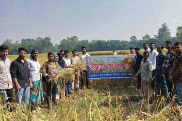 গাইবান্ধায় রোপা আমনের নমুনা শস্য কর্তন অনুষ্ঠিত