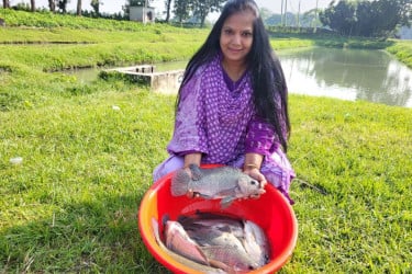 তেলাপিয়া: সাশ্রয়ী মূল্যের ‘জলজ মুরগি’, বাংলাদেশের পুকুরে সাফল্যের তরঙ্গ