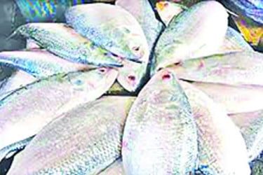 রাজশাহী অঞ্চলে কমেছে ইলিশ আহরণ