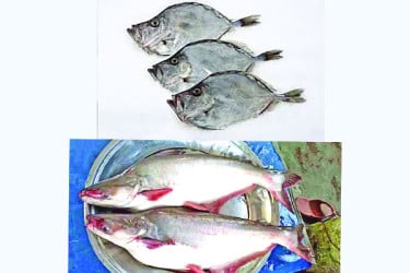 ডরি ফিশের নামে খাওয়ানো হচ্ছে পাঙাশ