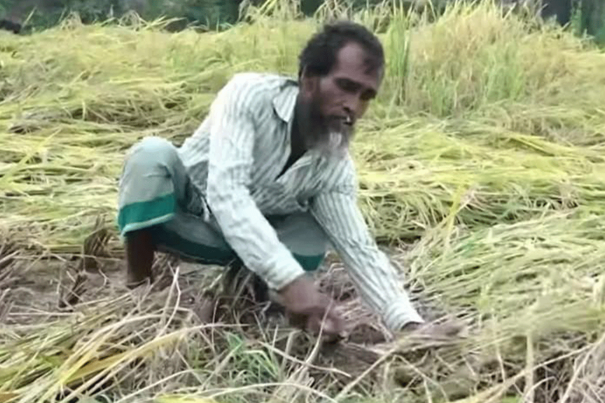 ভারী বৃষ্টিতে সিরাজগঞ্জে ৪০৭ হেক্টর ফসলের ক্ষতি, প্রণোদনার দাবি