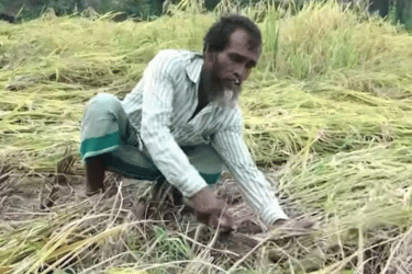 ভারী বৃষ্টিতে সিরাজগঞ্জে ৪০৭ হেক্টর ফসলের ক্ষতি, প্রণোদনার দাবি