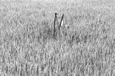 আমন খেতে ইঁদুরের হানা