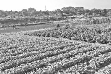 ভালো দাম শীতের সবজিতে ঝোঁক কৃষকের