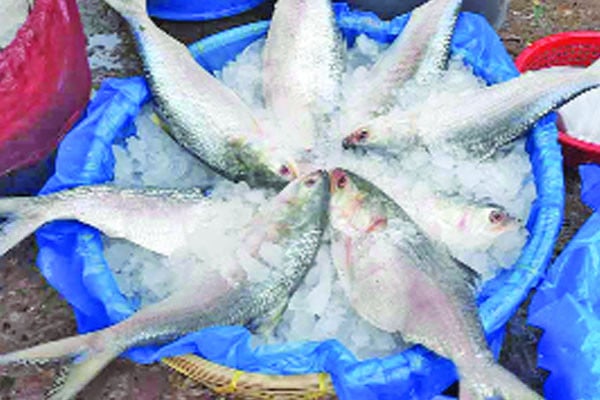 সংকটে ইলিশের দাম বেড়েছে