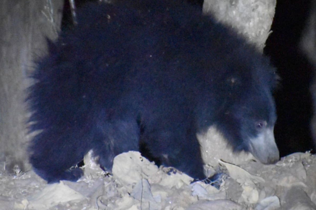 চা পাতা তুলতে গিয়ে ভাল্লুকের আক্রমণের শিকার নারী