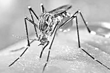 চিকুনগুনিয়ার বিস্তার রোধে লড়ছে কিউবা