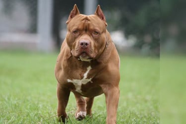 মালিককে ‘গুলি করল কুকুর’!