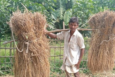 কৃষকের আঙ্গিনায় নবান্নের ঘ্রাণ