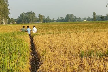 পুড়িয়ে দেওয়া হলো কৃষকের ৬ বিঘা জমির ধান, গ্রেপ্তার ১