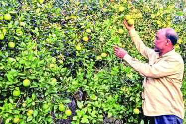 মিসরীয় মাল্টা চাষে কোটি টাকা আয়