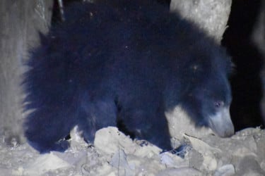 চা পাতা তুলতে গিয়ে ভাল্লুকের আক্রমণের শিকার নারী