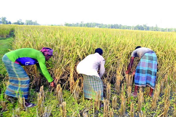 নবান্নের ঘ্রাণে ভরে উঠেছে কৃষকের আঙিনা