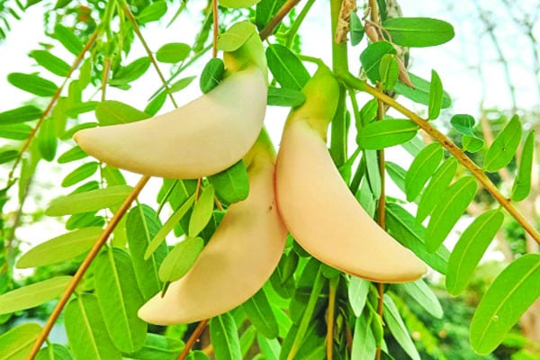 দেখা মিলল বকফুলের