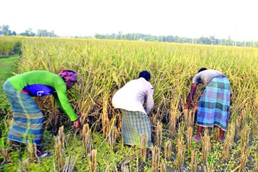 নবান্নের ঘ্রাণে ভরে উঠেছে কৃষকের আঙিনা