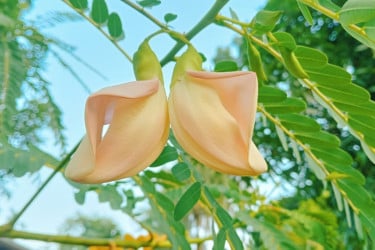 বিরল বকফুলের দেখা মিলল রংপুরে