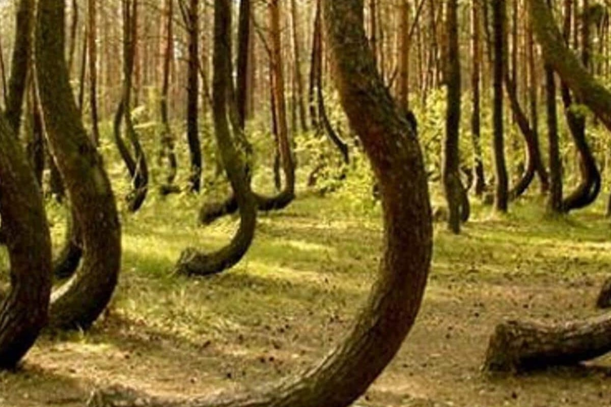 যে বনে এলিয়েন নামে!