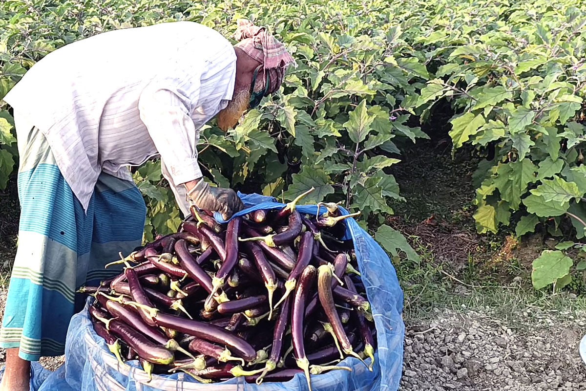 মানিকগঞ্জে বেগুন চাষে কৃষকদের আগ্রহ বাড়ছে